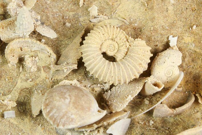 Exquisite Miniature Ammonite Fossil Cluster - France #92511